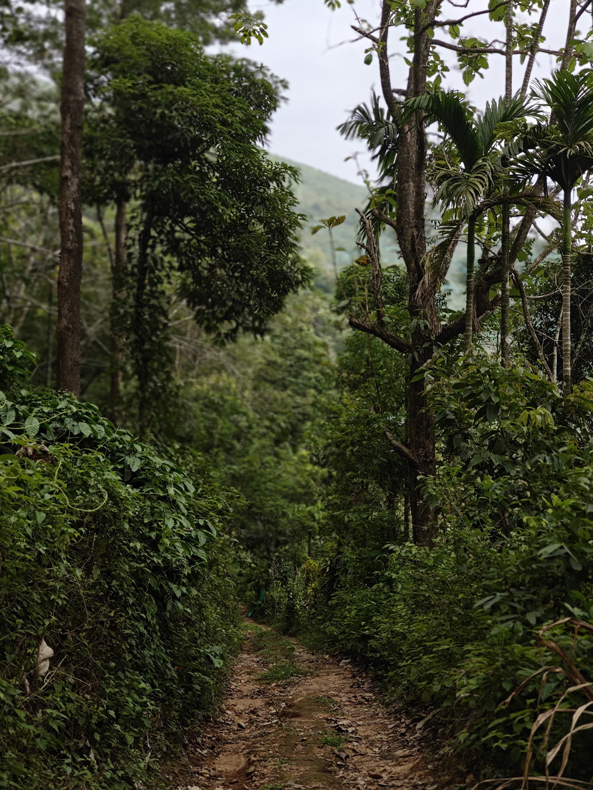 The forest path to the falls